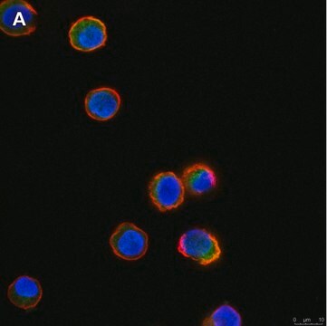 抗Tec抗体 クローン19M23 ZooMAb&#174;ウサギ・モノクローナル recombinant, expressed in HEK 293 cells