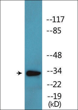 Anti-phospho-CDK2 (pThr160) antibody produced in rabbit affinity isolated antibody