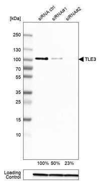 Anti-TLE3 antibody produced in rabbit Prestige Antibodies&#174; Powered by Atlas Antibodies, affinity isolated antibody, buffered aqueous glycerol solution