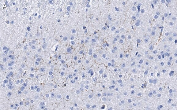 抗ドーパミントランスポーター抗体 クローン1D2 ZooMAb&#174;ウサギモノクローナル recombinant, expressed in HEK 293 cells