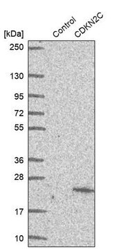 Anti-CDKN2C antibody produced in rabbit Prestige Antibodies&#174; Powered by Atlas Antibodies, affinity isolated antibody, buffered aqueous glycerol solution