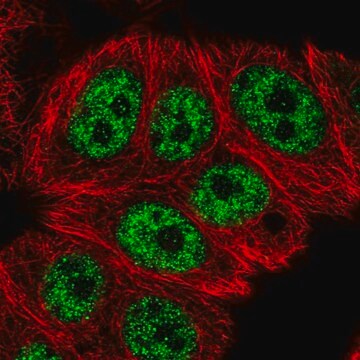 Anti-RCL1 antibody produced in rabbit Prestige Antibodies&#174; Powered by Atlas Antibodies, affinity isolated antibody