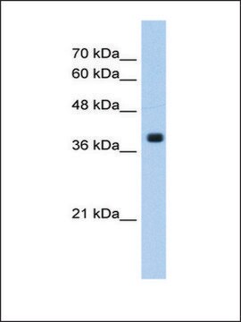 Anti-FNTA antibody produced in rabbit IgG fraction of antiserum