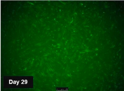 TagGFP2 Simplicon RNA 1) To evaluate the Simplicon&#174; expression system in targeted cell(s) before ordering a custom Simplicon RNA2) To determine optimal transfection conditions to express the self-replicating RNA in cell lines