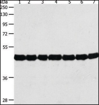 抗肌动蛋白 兔抗 affinity isolated antibody