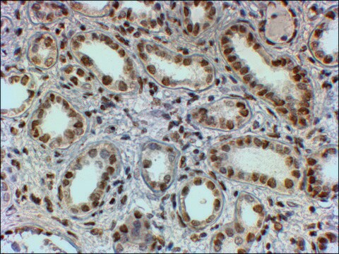 Anti-PTBP1/PTB antibody produced in goat affinity isolated antibody, buffered aqueous solution