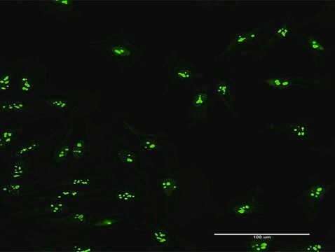 抗KIAA0020抗体 マウス宿主抗体 purified immunoglobulin, buffered aqueous solution