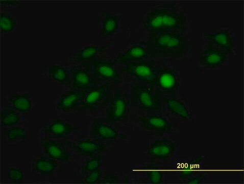 Monoclonal Anti-IRF2 antibody produced in mouse clone 3D6, purified immunoglobulin, buffered aqueous solution