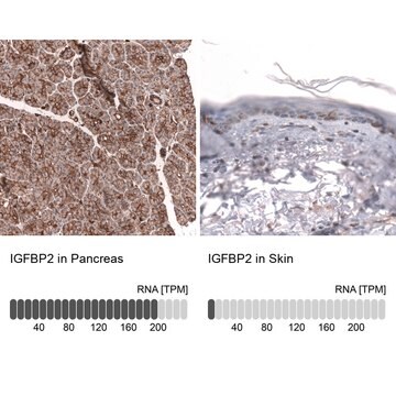 Monoclonal Anti-Igfbp2 Antibody Produced In Mouse Prestige Antibodies&#174; Powered by Atlas Antibodies, clone CL13563, affinity isolated antibody, buffered aqueous glycerol solution