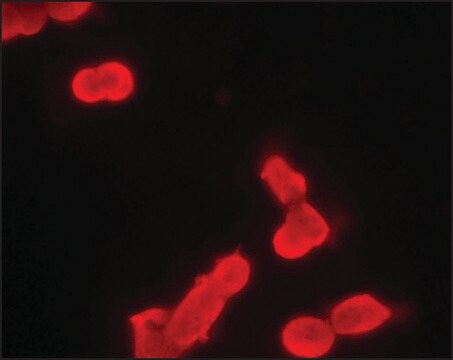 Monoclonal Anti-phospho-MDMX (pTyr99) ~2&#160;mg/mL, clone PH-MDMX-169, purified immunoglobulin, buffered aqueous solution