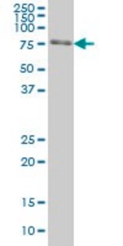 Monoclonal Anti-FKBP10 antibody produced in mouse clone 1C6, ascites fluid