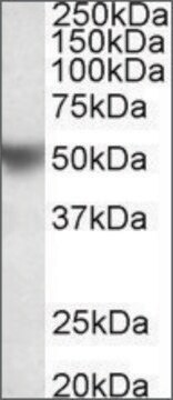 Anti-APOH antibody produced in goat affinity isolated antibody, buffered aqueous solution