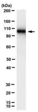 Anti-RdRp R2 of SARS-CoV Antibody, clone 4E6