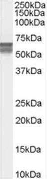 Anti-CACNB4, C-Terminal antibody produced in goat affinity isolated antibody, buffered aqueous solution