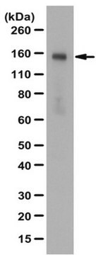 Anti-phospho AMBRA1 Antibody (Ser52) from rabbit, purified by affinity chromatography