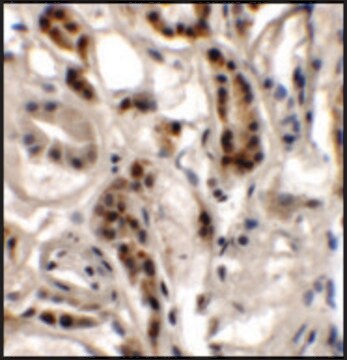 Anti-DPAGT1 antibody produced in rabbit affinity isolated antibody