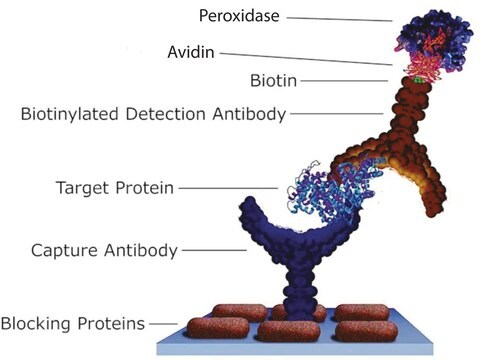 Avidin–Peroxidase buffered aqueous solution