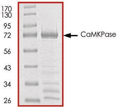 CaMKPase, GST tagged human recombinant, expressed in E. coli, &#8805;70% (SDS-PAGE), buffered aqueous glycerol solution