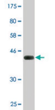 Monoclonal Anti-SRGN antibody produced in mouse clone 1D8, purified immunoglobulin, buffered aqueous solution