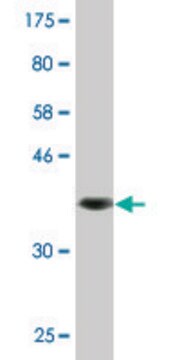 Monoclonal Anti-ABCG2 antibody produced in mouse clone 1G1, purified immunoglobulin, buffered aqueous solution