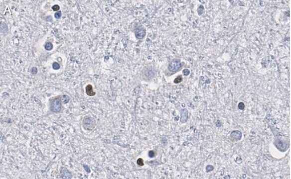 抗Olig2抗体 クローン211F1.1 ZooMAb&#174; マウス・モノクローナル recombinant, expressed in HEK 293 cells