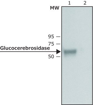 Anti-Glucocerebrosidase antibody produced in rabbit ~1&#160;mg/mL, affinity isolated antibody, buffered aqueous solution