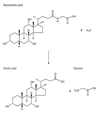 Choloylglycine Hydrolase from Clostridium perfringens (C.&nbsp;welchii) lyophilized powder, &#8805;100&#160;units/mg protein