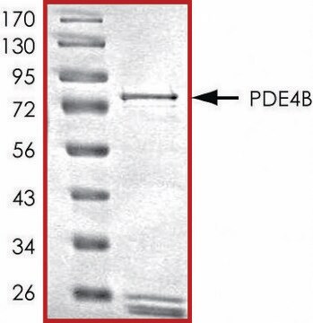 PDE4B (305-end), active, GST tagged human recombinant, expressed in baculovirus infected Sf9 cells, &#8805;70% (SDS-PAGE), buffered aqueous glycerol solution