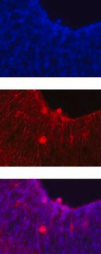 Anti-Notch 1 Antibody, clone mN1A clone mN1A, Chemicon&#174;, from mouse