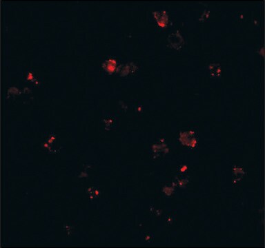 Anti-PEN2 (ab1) antibody produced in rabbit IgG fraction of antiserum, buffered aqueous solution