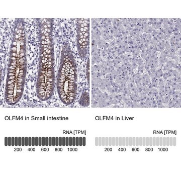 Anti-OLFM4 Prestige Antibodies&#174; Powered by Atlas Antibodies, affinity isolated antibody