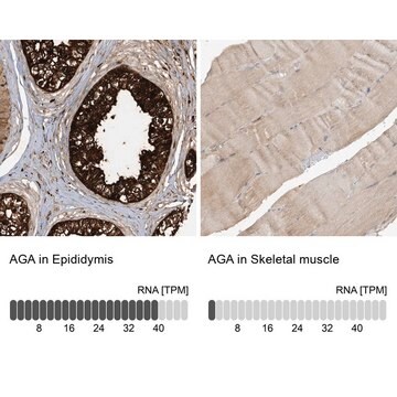 Anti-AGA antibody produced in rabbit Prestige Antibodies&#174; Powered by Atlas Antibodies, affinity isolated antibody, buffered aqueous glycerol solution