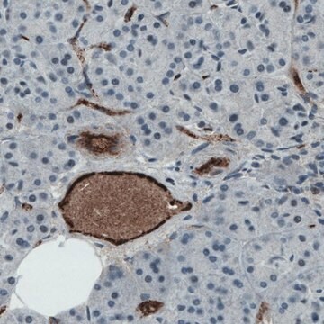 Monoclonal Anti-VWF antibody produced in mouse Prestige Antibodies&#174; Powered by Atlas Antibodies, clone CL1950, purified immunoglobulin, buffered aqueous glycerol solution