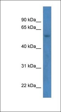 Anti-ZNF692 antibody produced in rabbit affinity isolated antibody