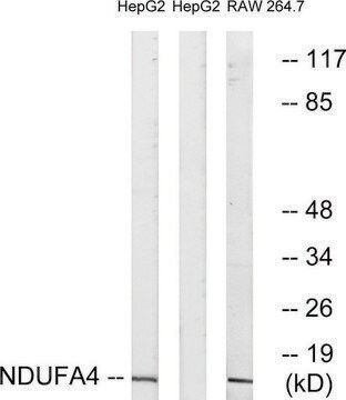 Anti-NDUFA4 antibody produced in rabbit affinity isolated antibody