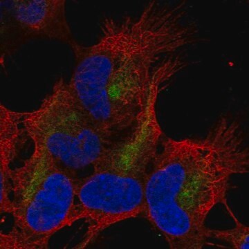 Anti-ZMAT4 antibody produced in rabbit Prestige Antibodies&#174; Powered by Atlas Antibodies, affinity isolated antibody