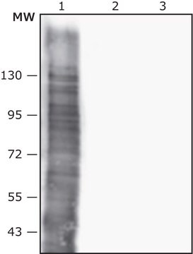 Przeciwciało przeciwko Salmonellaenterica typhimurium wytwarzane u królika IgG fraction of antiserum