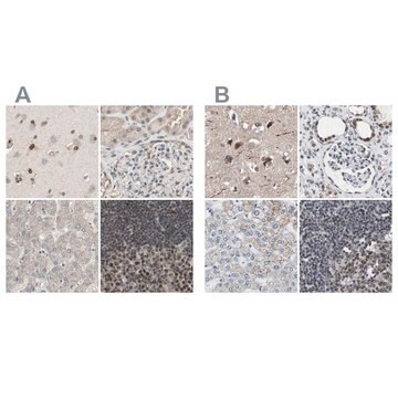 Anti-ZHX2 antibody produced in rabbit affinity isolated antibody, buffered aqueous glycerol solution