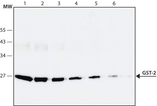 Przeciwciało przeciw glutationo-S-transferazie(GST), mysie monoklonalne clone GST-2, purified from hybridoma cell culture