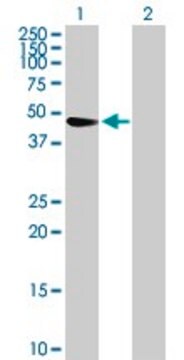 Anti-TRIM47 antibody produced in mouse purified immunoglobulin, buffered aqueous solution