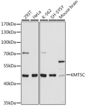 Anti- KMT5C antibody produced in rabbit