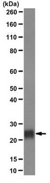 Anti-Plet-1 (Plazenta-exprimiertes Transkript-1-Protein) Antikörper, Klon 1D4 clone 1D4, from rat