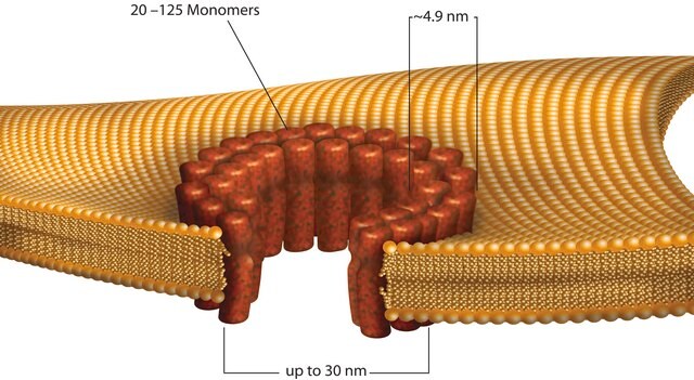 Streptolysin O from Streptococcus pyogenes &#947;-irradiated