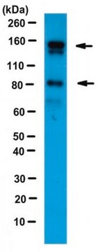 Anticuerpo anti-angiomotina serum, from rabbit