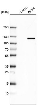 抗-RFX6 兔抗 Prestige Antibodies&#174; Powered by Atlas Antibodies, affinity isolated antibody, buffered aqueous glycerol solution