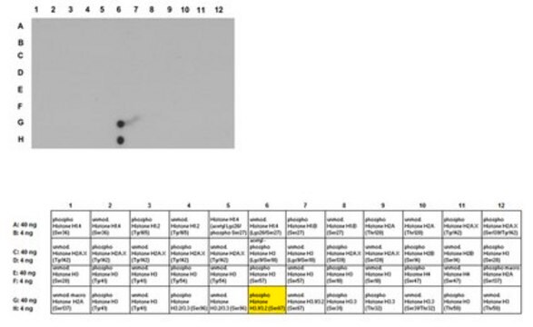 Przeciwciało anty-fosfo-histonowe H3.1/H3.2 (Ser87) from rabbit, purified by affinity chromatography