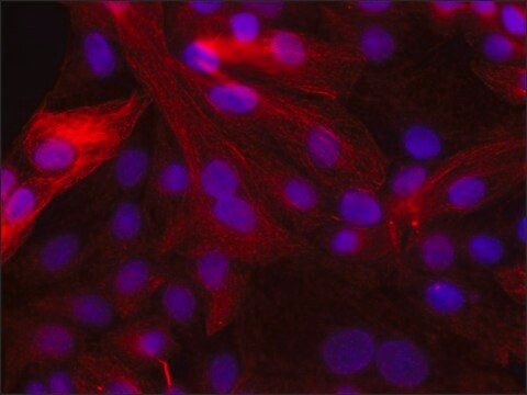 Anti-phospho-VASP [pSer239] antibody produced in rabbit ~1.0&#160;mg/mL, affinity isolated antibody