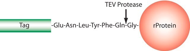 TEV-Protease