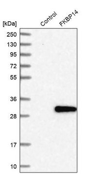 Anti-FKBP14 antibody produced in rabbit Prestige Antibodies&#174; Powered by Atlas Antibodies, affinity isolated antibody, buffered aqueous glycerol solution