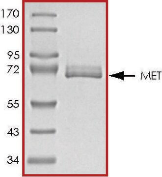 MET (958-end), active, GST tagged from rat PRECISIO&#174; Kinase, recombinant, expressed in baculovirus infected Sf9 cells, &#8805;70% (SDS-PAGE), buffered aqueous glycerol solution